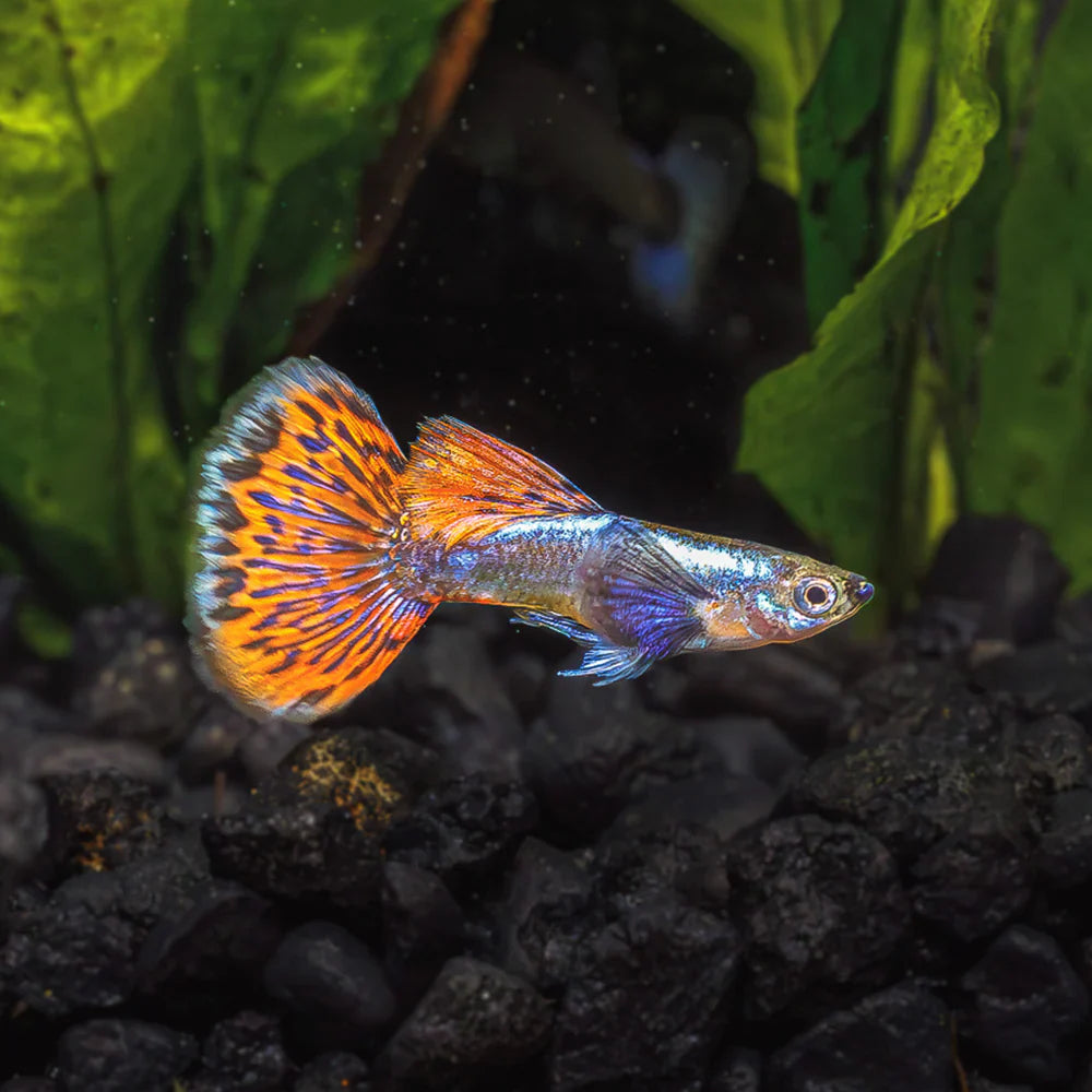 Red Halfmoon Guppy Male product photo 1