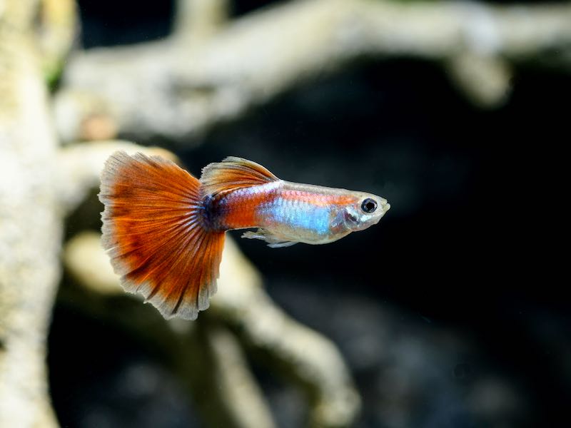 Red Queen Guppy Male product photo 1