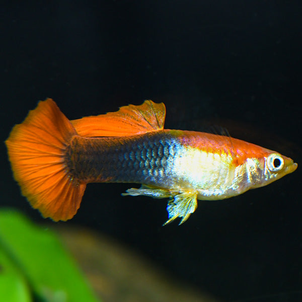 Red Tuxedo Guppy Male product photo 1