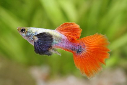 Red Variegated Dumbo Guppy Male product photo 1