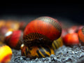 Red Racer Nerite Snail product photo 1