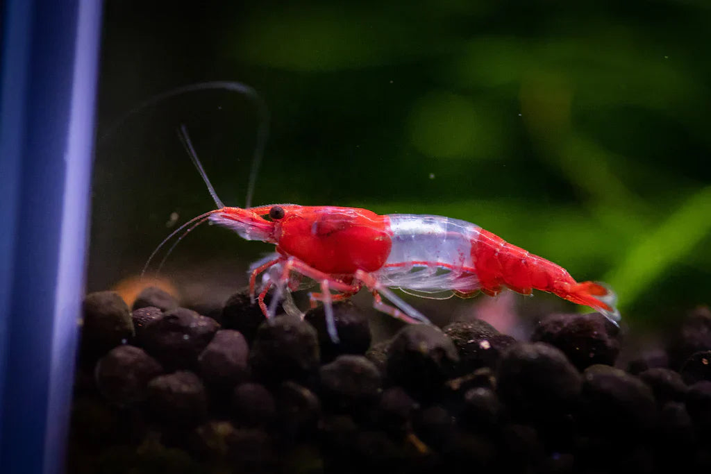 Red Rili Shrimp product photo 1