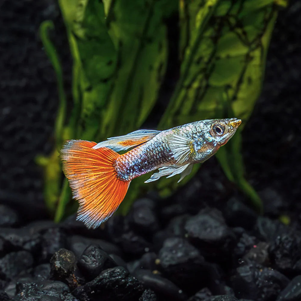 Santa Claus Dumbo Guppy Male product photo 1