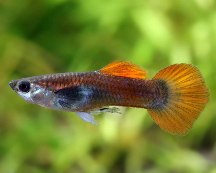Silver Tux Dumbo Male Guppy product photo 1