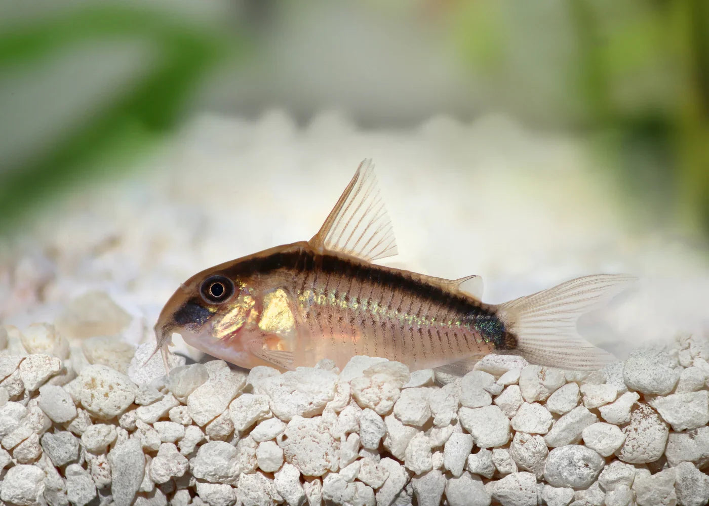 Skunk Corydoras product photo 1