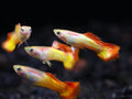 Tequila Sunrise Guppy Male product photo 1