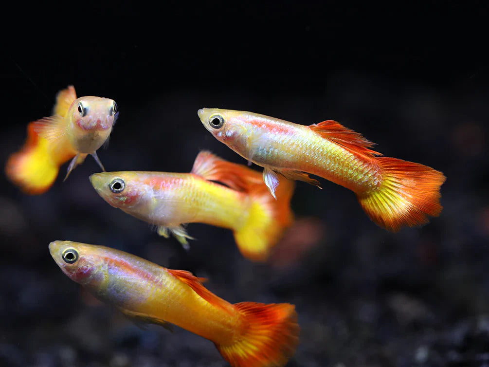 Tequila Sunrise Guppy Male product photo 1