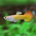Tequila Sunrise Tuxedo Guppy Male product photo 1
