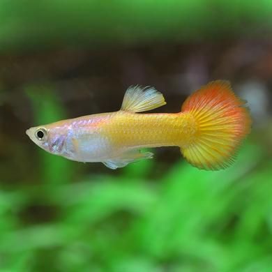 Tequila Sunrise Tuxedo Guppy Male product photo 1