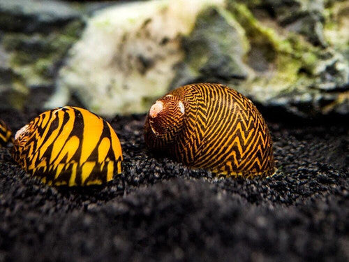 Tiger Nerite Snail product photo 1