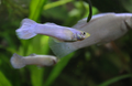 White Moscow Guppy Male product photo 1