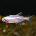White Neon Tetra product photo 1