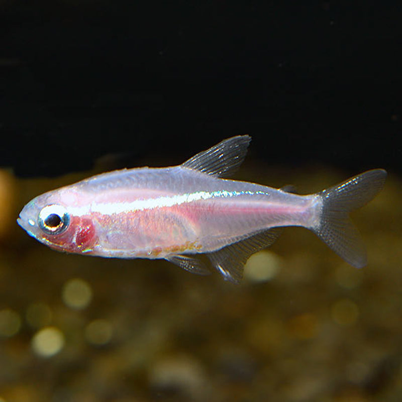 White Neon Tetra product photo 1