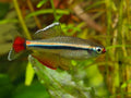 White Cloud Mountain Minnow product photo 1