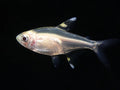 X-Ray Tetra product photo 1