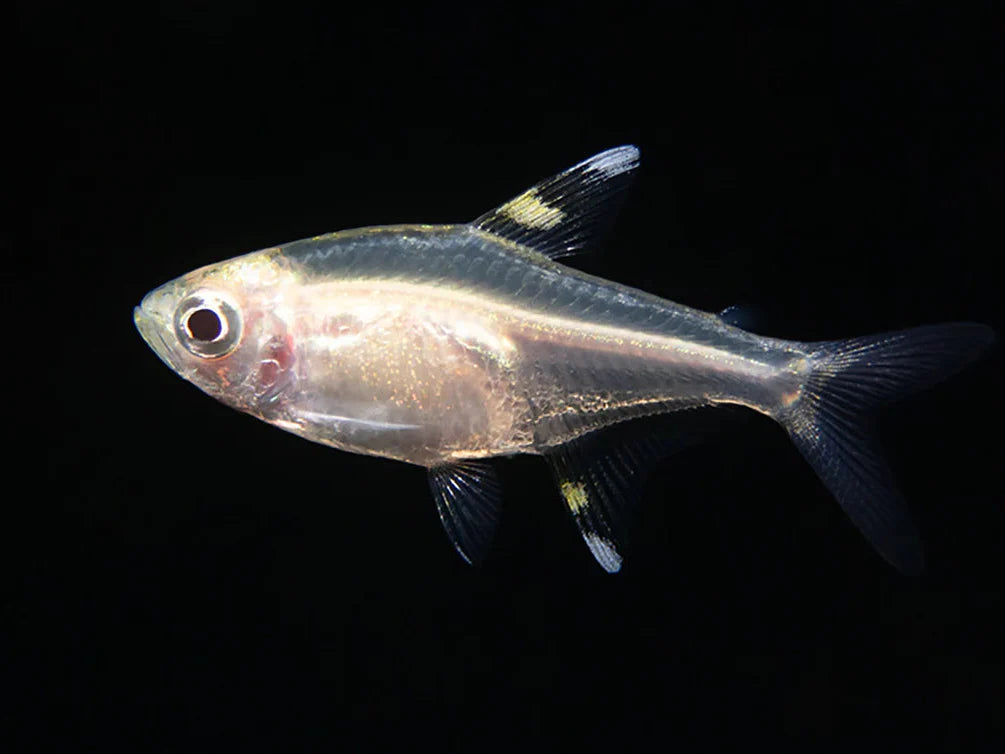 X-Ray Tetra product photo 1