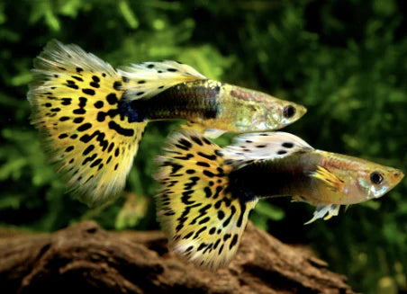 Yellow & Black Leopard Guppy Male product photo 1