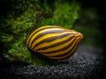 Zebra Nerite Snail product photo 1