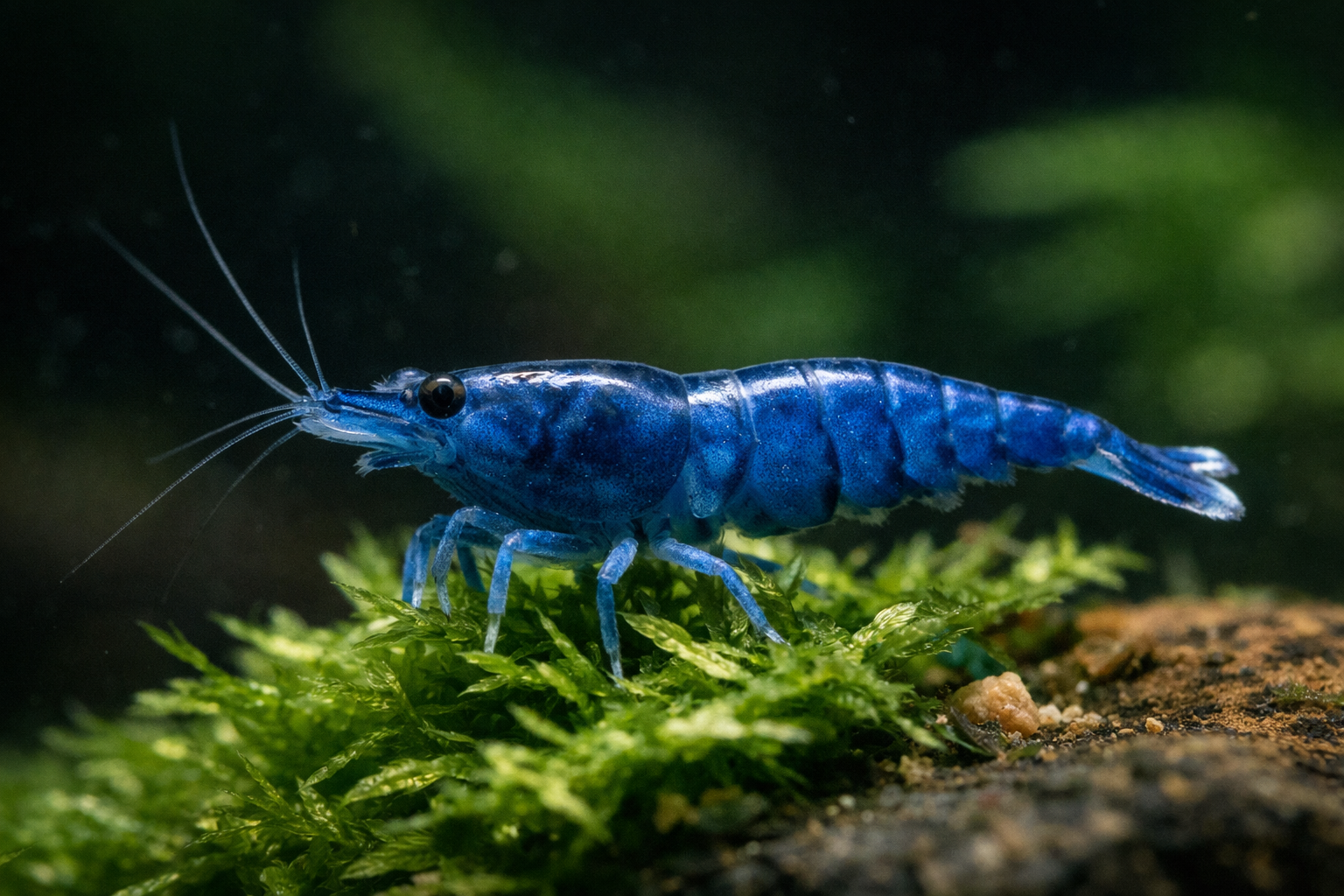 Blue Dream Shrimp Colony Pack product photo 1