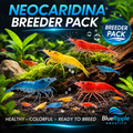 Mixed Neocaridina Starter Pack product photo 1