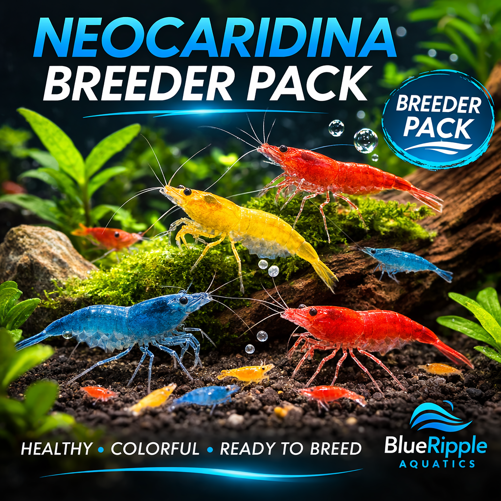 Mixed Neocaridina Starter Pack product photo 1