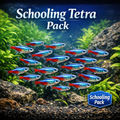 Neon Tetra School Pack product photo 1