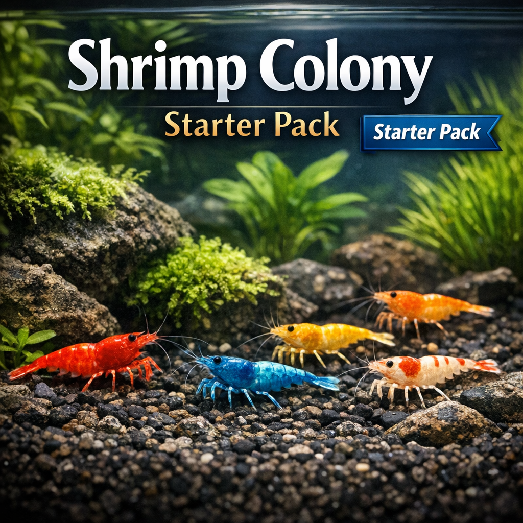 Shrimp Colony Starter Pack product photo 1