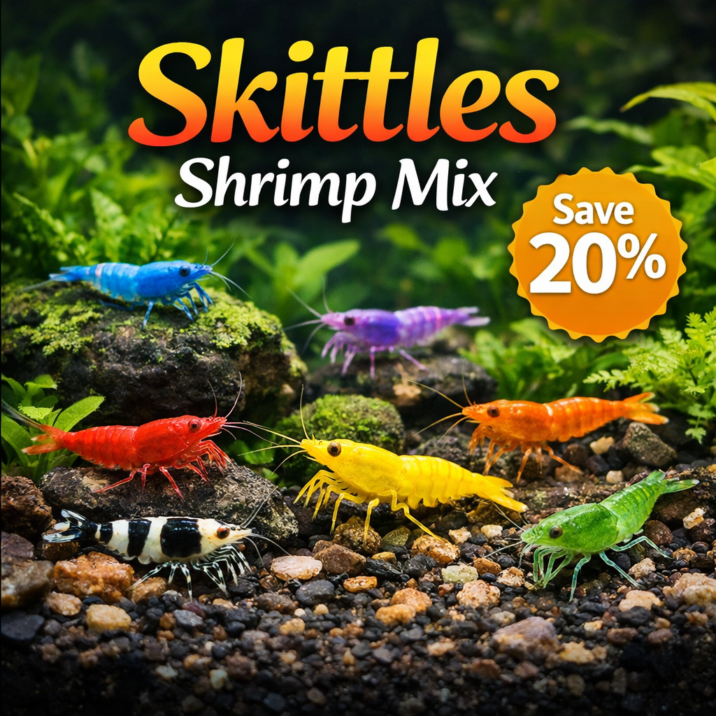 Skittles Shrimp Color Mix Bundle product photo 1