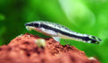Otocinclus product photo 1