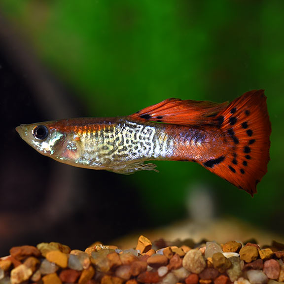 Red Cobra Delta Guppy Male product photo 1