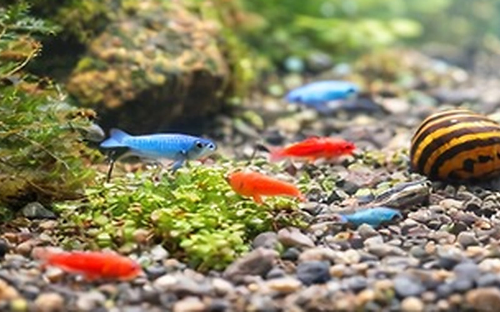 Shrimp & Clean-Up Crew
