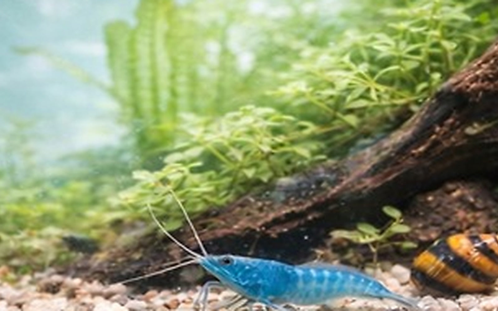 Shrimp-ready planted nano aquarium